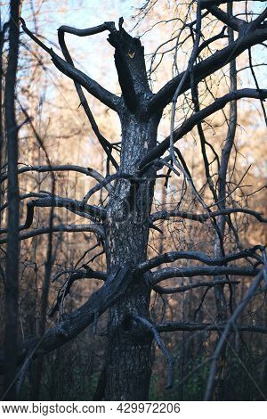 Charred Burnt Tree After Forest Fire, Forest Fires After An Abnormal Heat Wave, Arson And An Environ