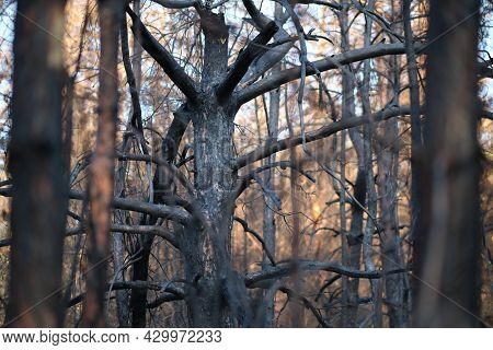 Charred Burnt Tree After Forest Fire, Forest Fires After An Abnormal Heat Wave, Arson And An Environ