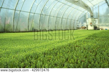 Green Seedlings Of Coniferous Trees. A Greenhouse For Growing Plants And Trees.