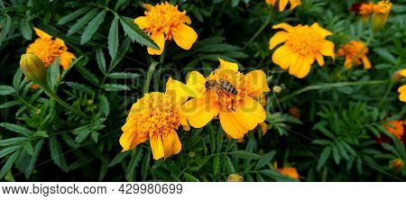 On The Yellow Tagetes Flower, The Honey Bee Collects Nectar.