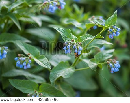 Beautiful Blue Flowers Of Symphytum Caucasicum, Also Known As Caucasian Comfrey, Blooming In Spring
