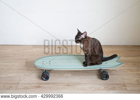 Brown Kitty Cat On Surf Skateboard Funny Expression With Sport Exercise Concept Healthy Lifestyle