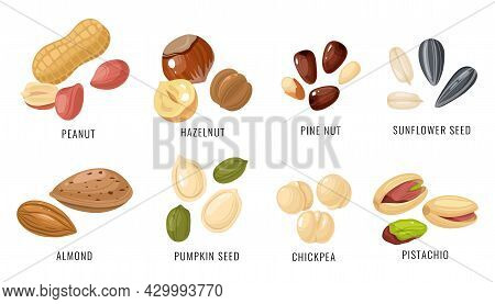 Nuts And Seeds. Various Nut, Bean And Seed In Shell And Peeled, Peanut And Hazelnut, Almond And Chic