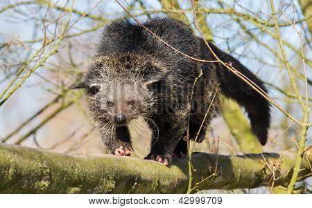 Close-up Of A Binturong