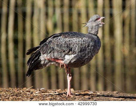 Close-up Of A Southern Screamer
