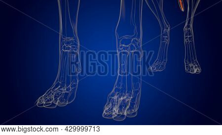Caudal Vertebrae Bones Dog Skeleton Anatomy For Medical Concept 3D