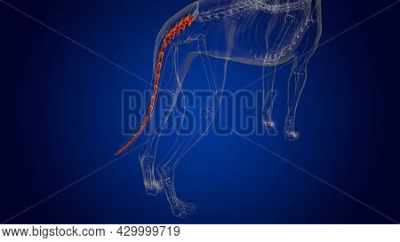 Caudal Vertebrae Bones Dog Skeleton Anatomy For Medical Concept 3D