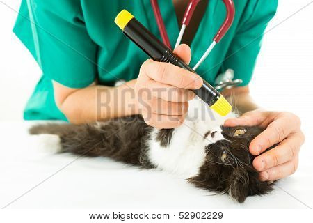 Veterinary With Kitten