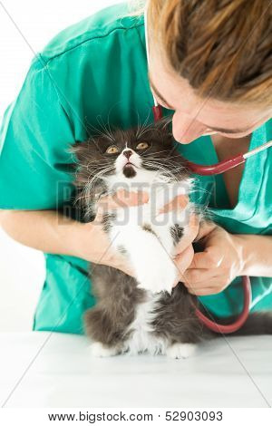 Veterinary with kitten