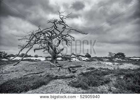 Dead Tree