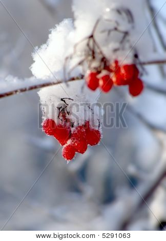 Røde bær i vinter