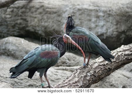 Waldrapp Ibis - Geronticus Eremita