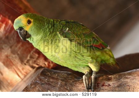 Parrot Portrait