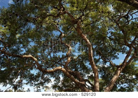 Tree In Sky