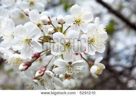 Foråret kirsebærblomster