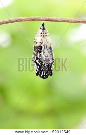 Butterfly Change Form Chrysalis