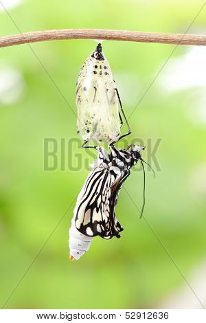 Butterfly Change Form Chrysalis