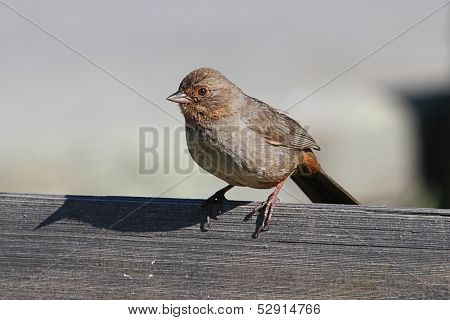 California (brown) Towhee (pipilo Crissalis)
