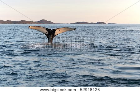 Whale diving