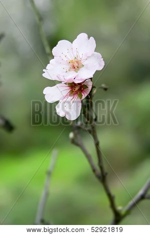 Almond Flower