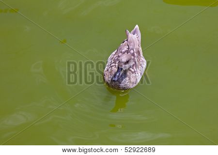 Duck In Water Of Lake