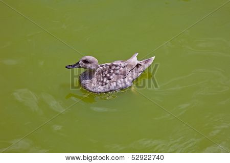 Duck In Water Of Lake
