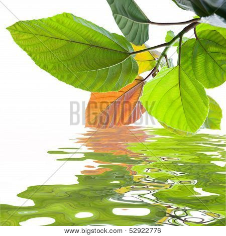 Green Leaves Reflecting In The Water