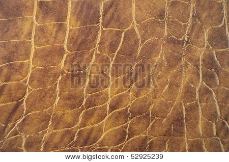 Colour Snake Skin Texture Background