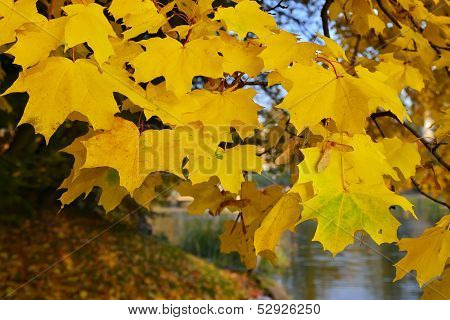 Autumn Gold. Norway Maple (Acer Platanoides)