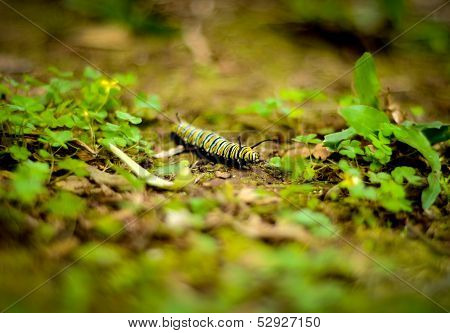 Colorful Caterpiller