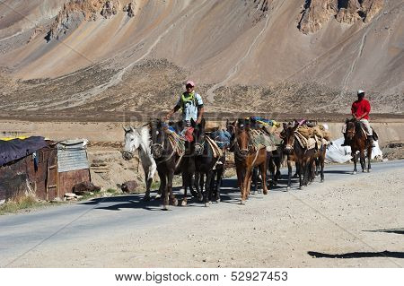 Himalayan Herdsmen Leads Horses Caravan