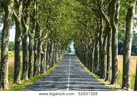 Road Near Carcassonne (france)