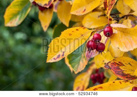Whitebeam In Fall