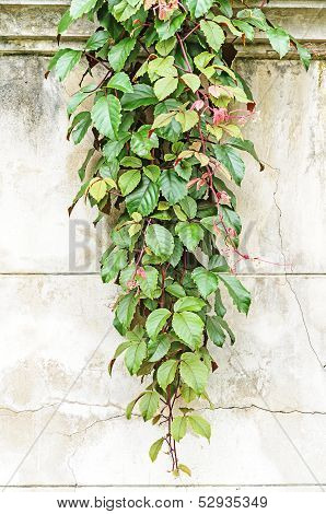 Creeper Climbing On The Wall