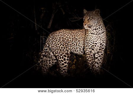 The Hunter in darkness