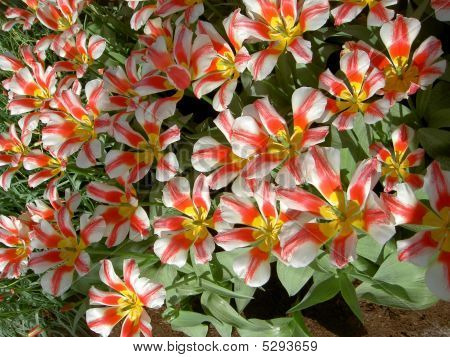 Rød & hvide tulipaner