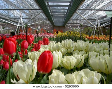 Rød & hvide tulipaner
