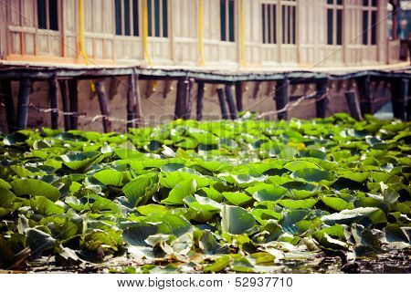 Shikara Boat In Dal Lake , Kashmir India