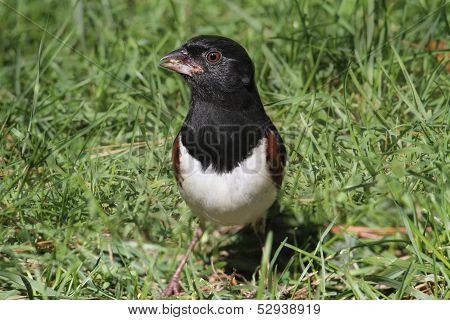 Male Eastern Towhee (pipilo Erythrophthalmus)