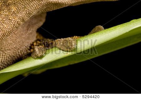 Nova Caledónia Gecko