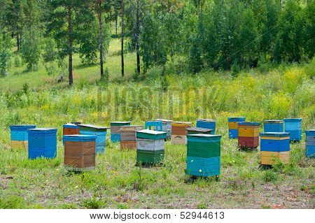 Siberian Bee Garden