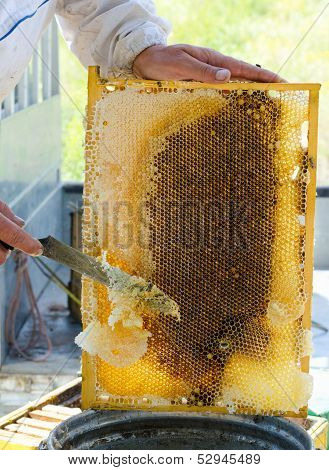 Beekeeper At Work