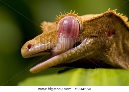 Nova Caledónia Gecko