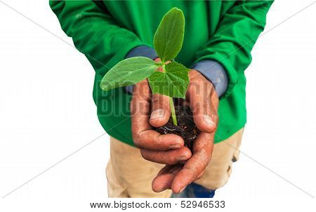 Cucumber seedling on hand farmer isolate white background