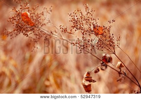 Withered grass close-up, orange color