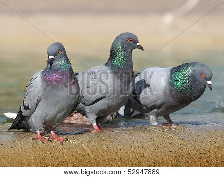 Pigeon