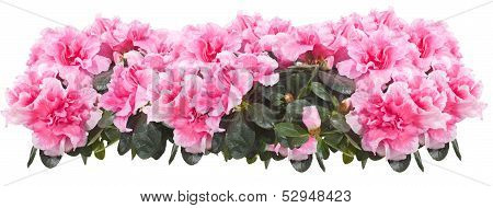 Azalea. Collage