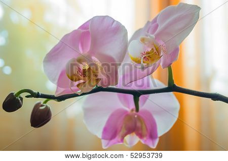 Orchid