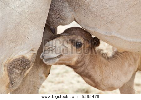 Baby верблюд, глядя для молока
