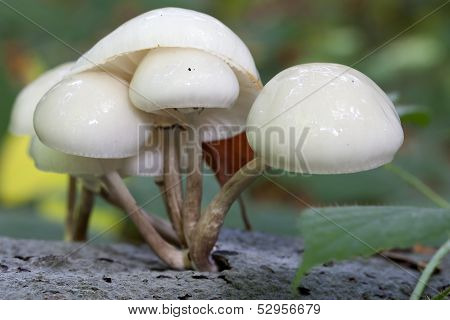 Porcelain Fungus - macro shot